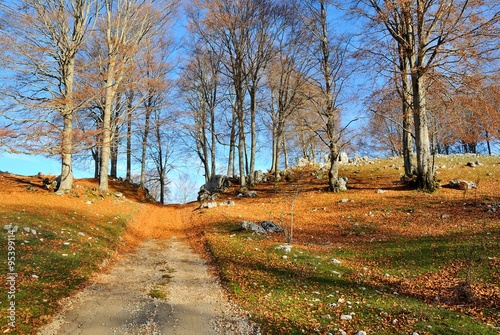 Fototapeta Naklejka Na Ścianę i Meble -  Autunno. Strada di montagna ricoperta di foglie secche