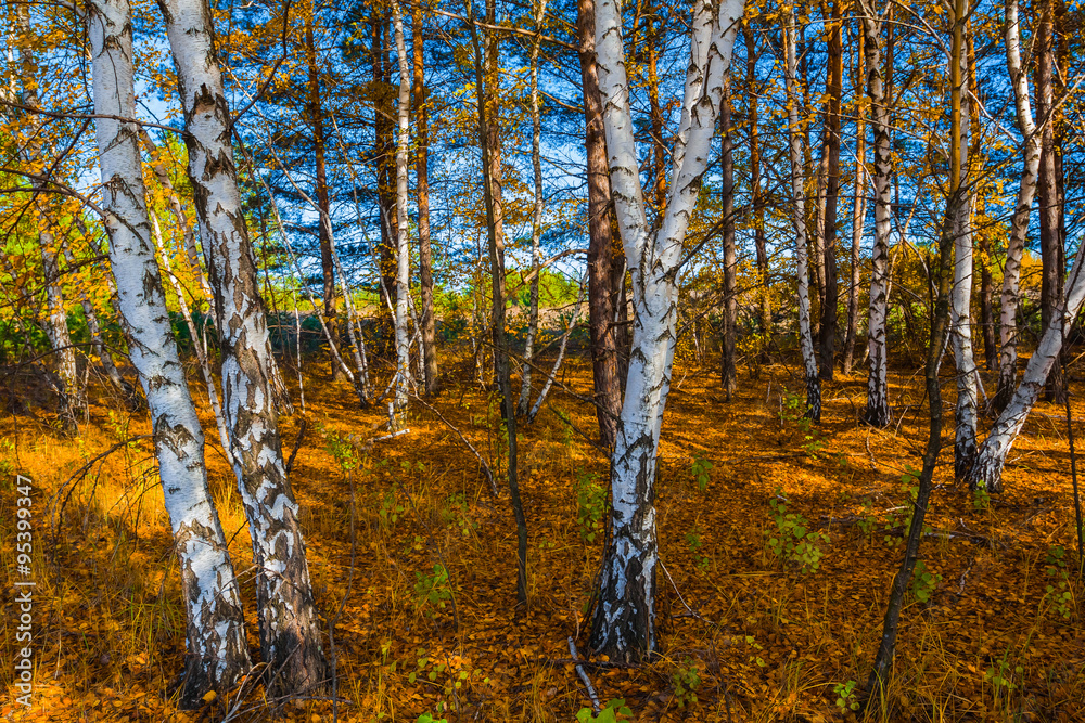 Fototapeta premium beautiful birch grove by a autumn day