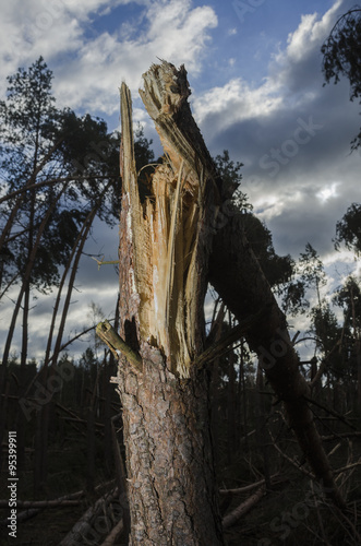broken tree