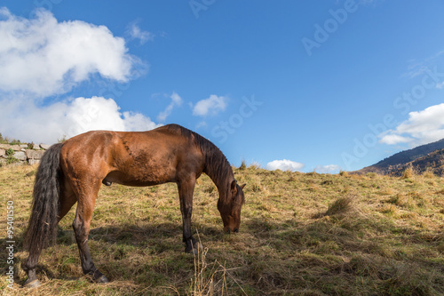 cheval au pr  