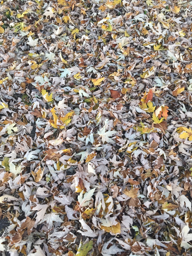 mucchio di foglie