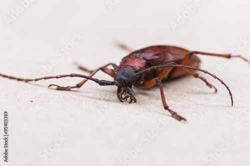 the bug © phoopanotpics
