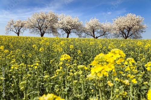 field of rapeseed and alley of cherry tree