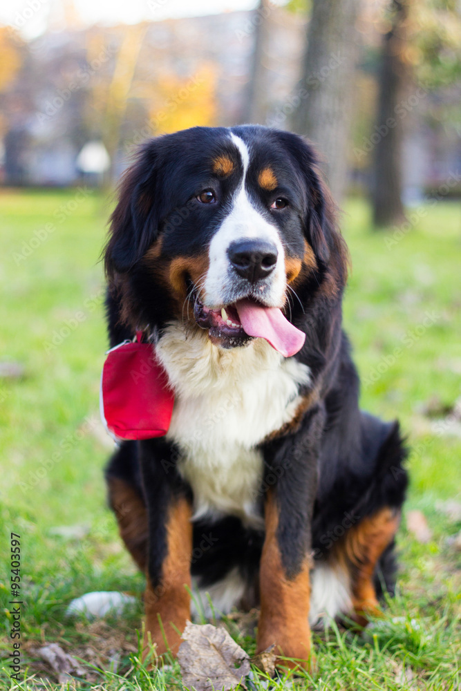 Bernese mountain dog 