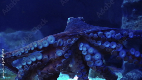 Giant octopus spreads tentacles suction attach on glass at the aquarium