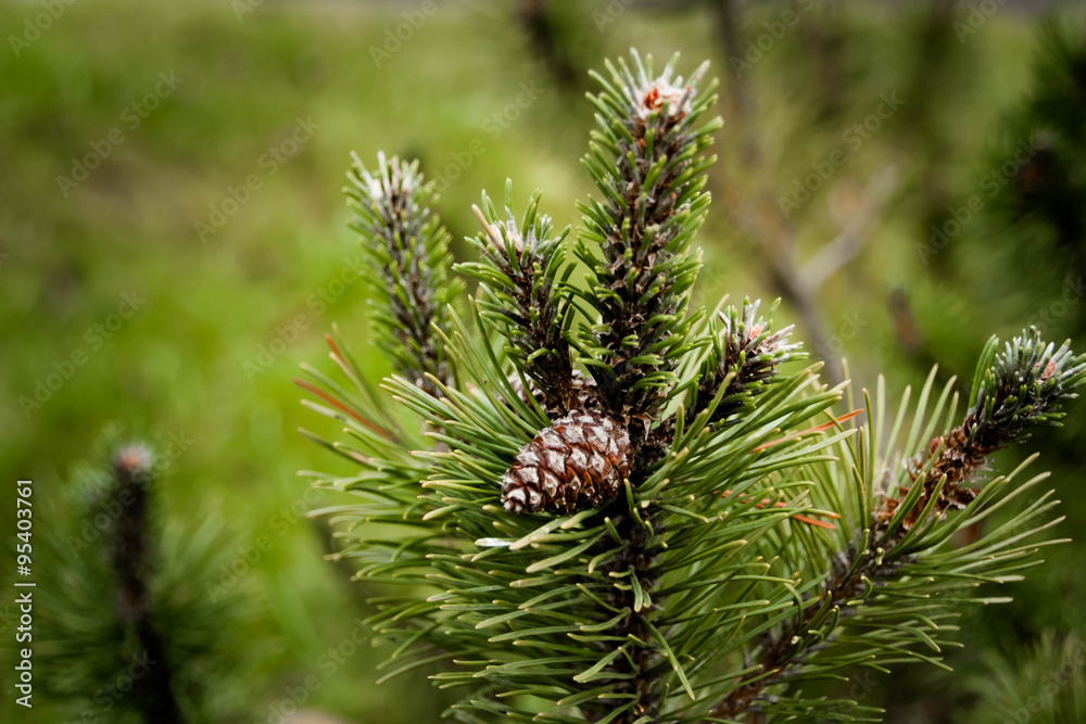 green pine branch green pine branch