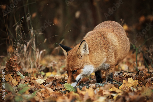 Fox on autumn forest