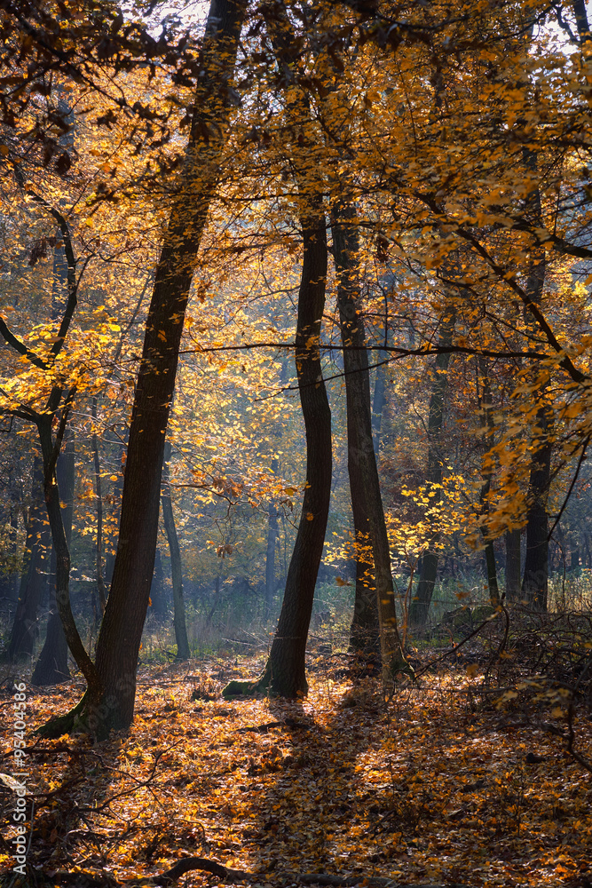 Autumn forest