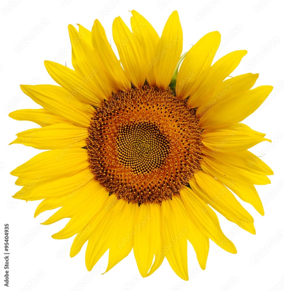 Naklejka premium A bright yellow sunflower isolated on a white background.