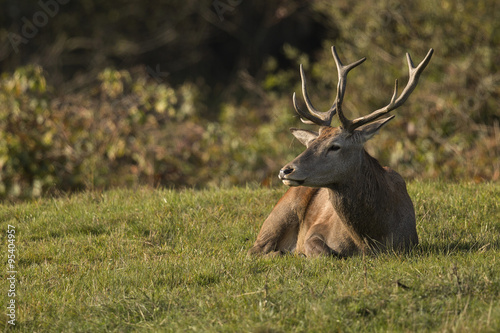 Red deer deer Czech Republic