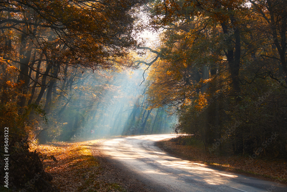 Obraz premium Misty autumn forest road