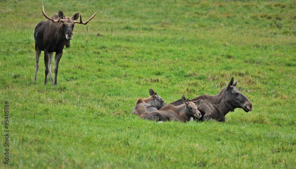 Naklejka premium Elchfamilie (Alces alces) mit fünf Monate alten Zwillingen