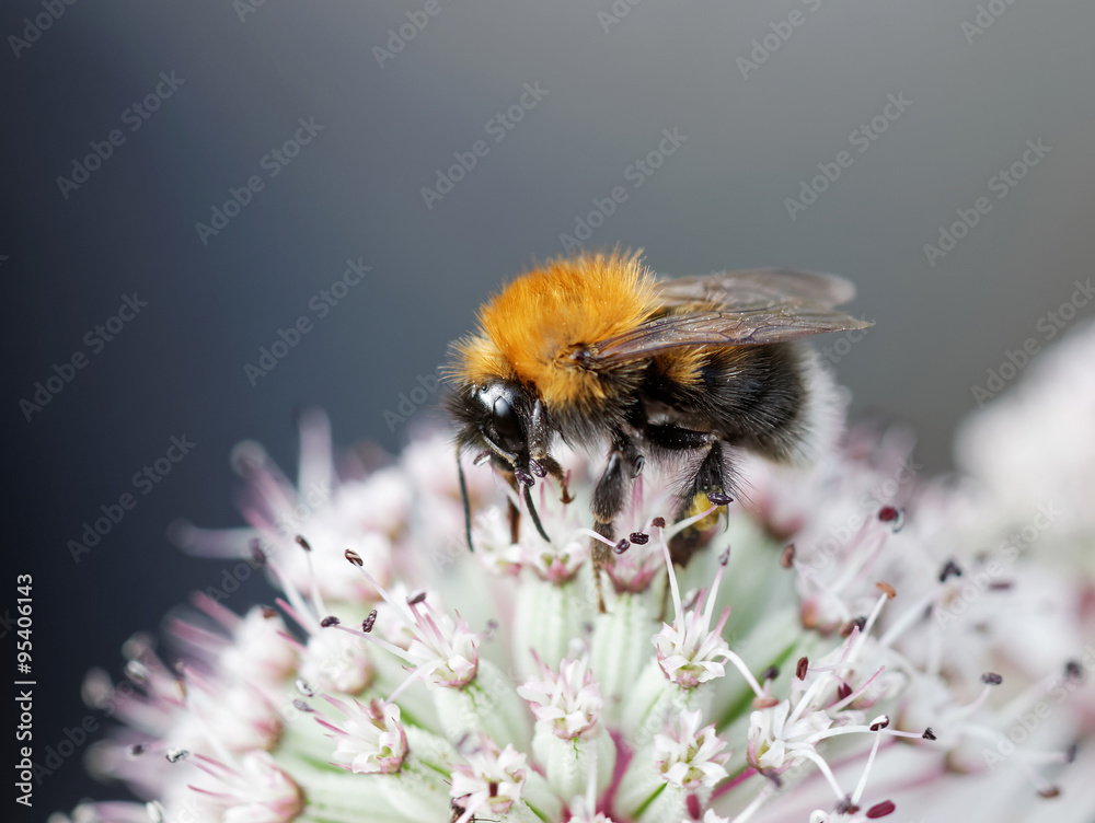 Bumle bee on a pink flower, gray background Bumle bee on a pink flower, gray background