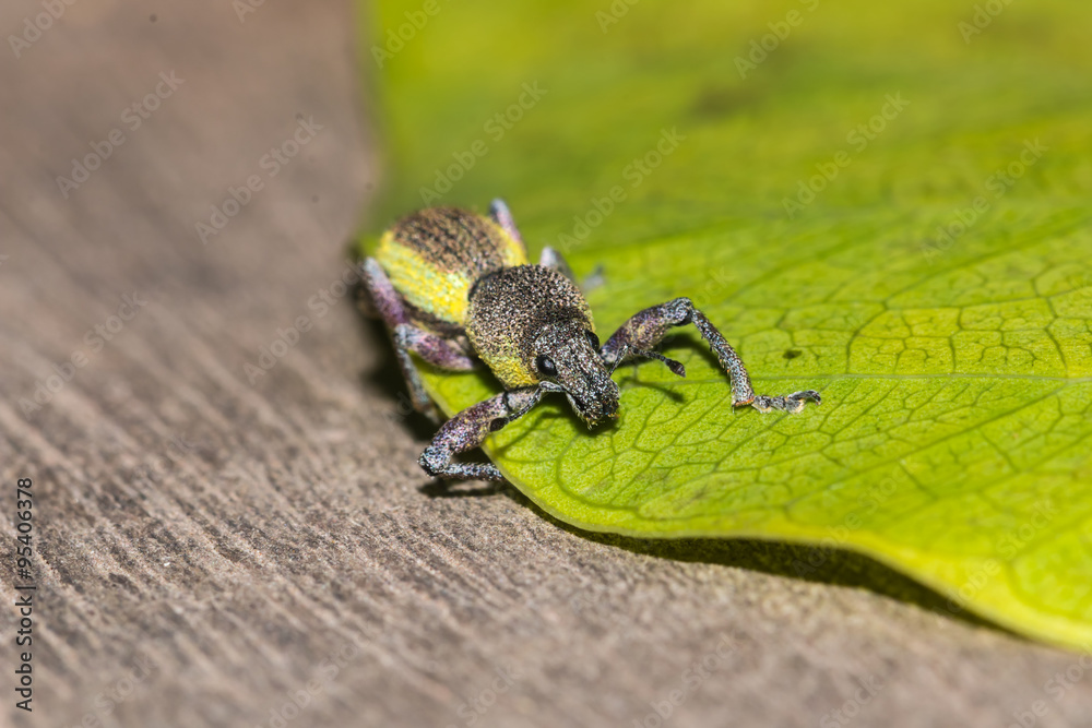 little bug on leaf little bug on leaf