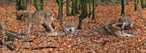 Foto Ruhendes Wolfsrudel (Canis lupus)