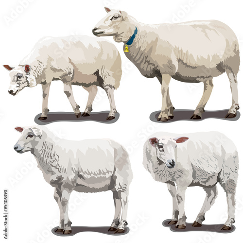 Sheeps in Different Poses