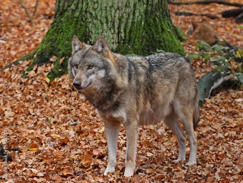 Stehender Wolf (Canis lupus)
