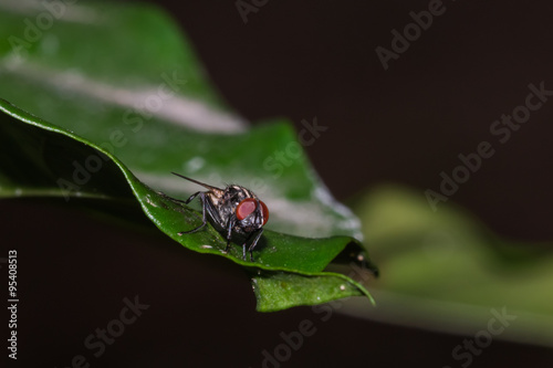 fly on leaf © phoopanotpics