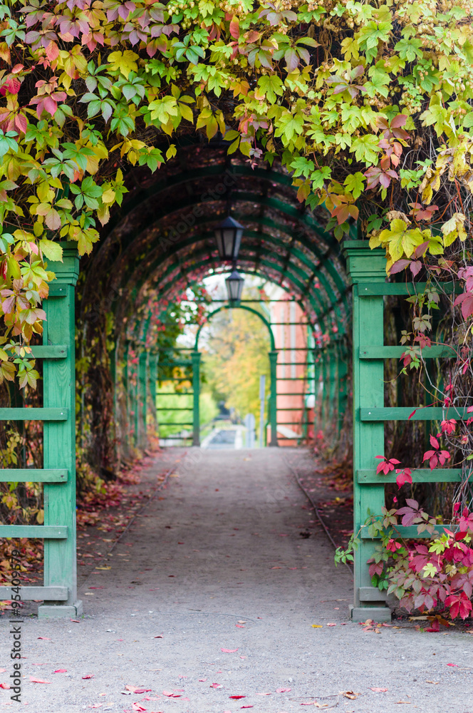 Obraz premium Pergola with colorful climbing plants, autumn scene