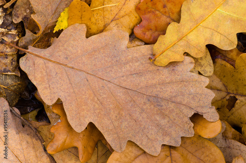 oak fallen leaves