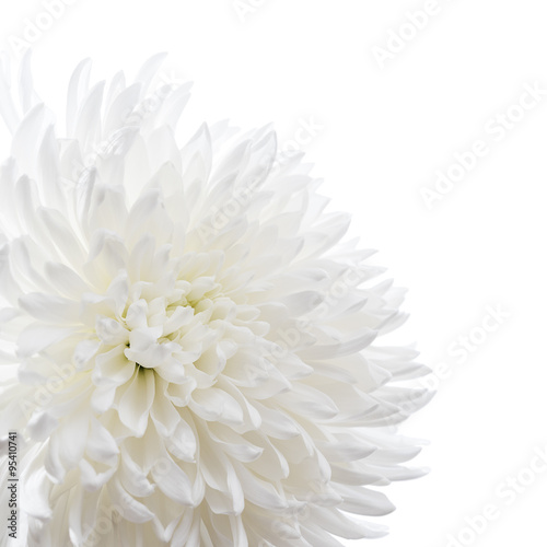 White chrysanthemum isolated on white