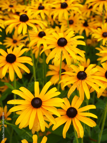 Rudbeckia (Black eyed Susan) flowers