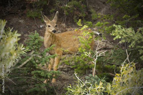 Mule deer fawn standing in forest  Yellowstone National Park  Wyoming.