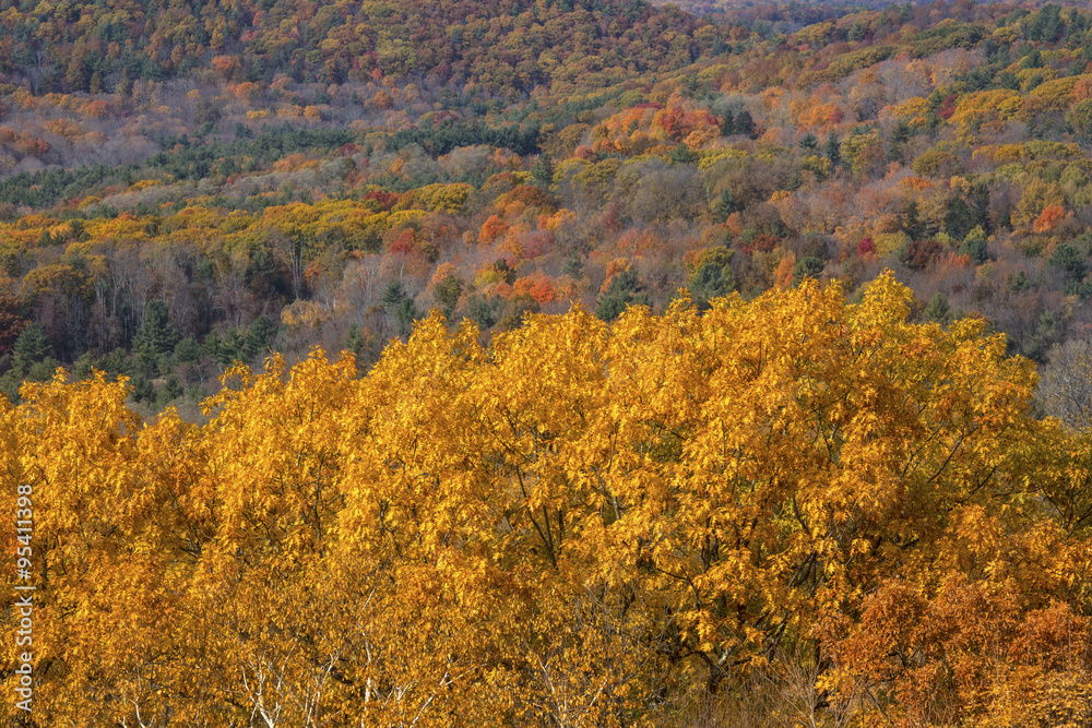 Fall foliage in woods of western Connecticut, from Mohawk Mountain.