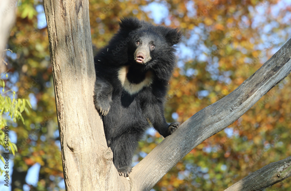 Fototapeta premium Lippenbär auf einem Baum