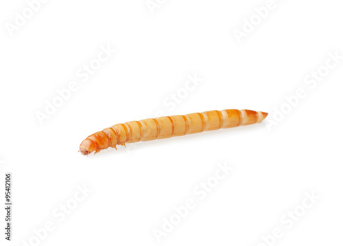 Yellow meal worm isolated