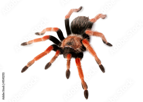 Spider Brachypelma boehmei