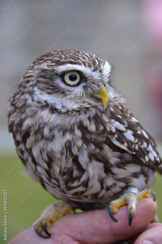 Obraz premium owl