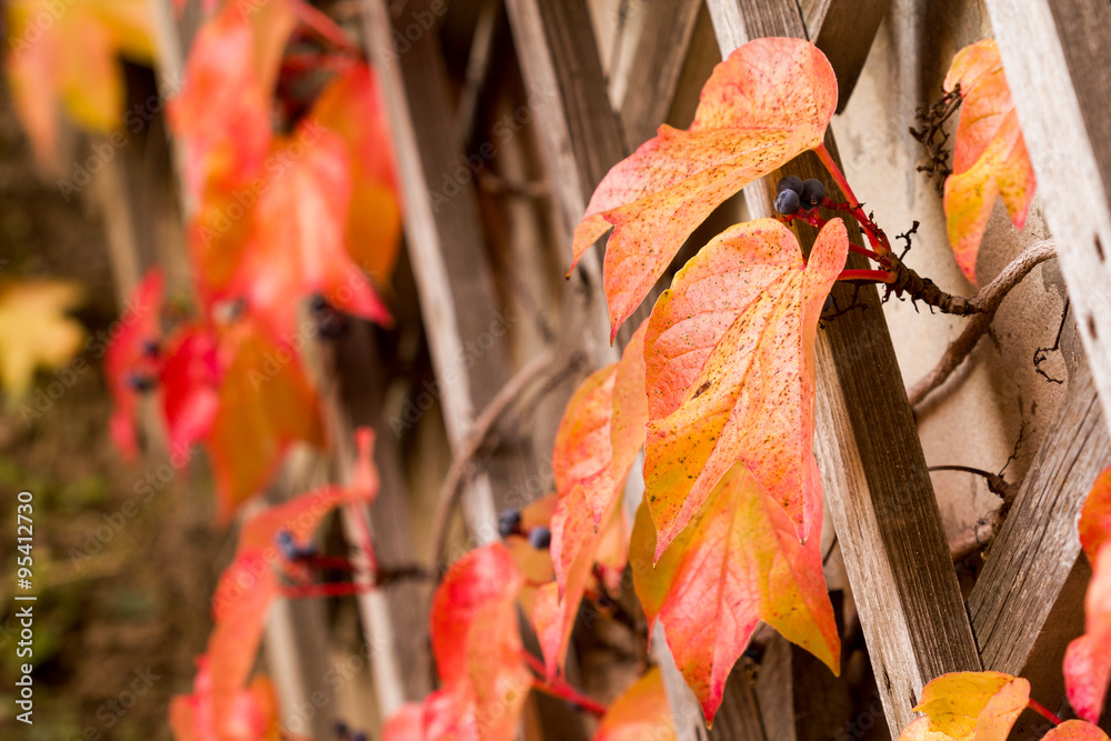 Beautiful autumn photo with colorful leaves and a wooden fence background. Image of ivy plants in fall colors on a rustic wood fence. Beautiful autumn photo with colorful leaves and a wooden fence background. Image of ivy plants in fall colors on a rustic wood fence.