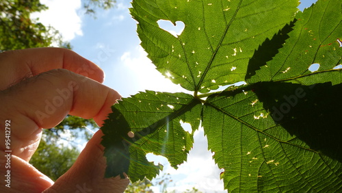 Blatt mit Herz vor blauem Himmel (3) photo