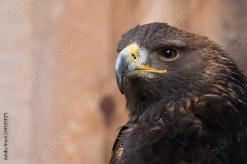 brauner Adler Portrait