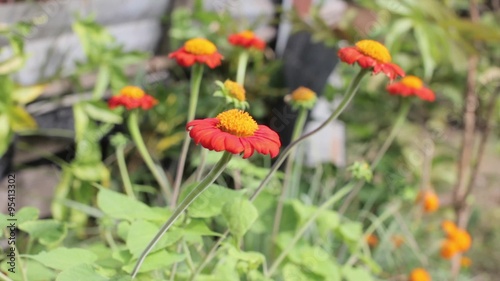 Wallpaper Mural orange Mexican sunflower (Tithonia rotundifolia) in front house wall. Torontodigital.ca