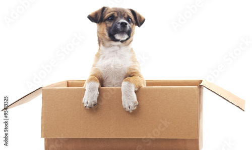 Puppy in the box. © voren1