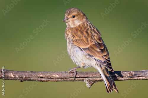The young Linnet