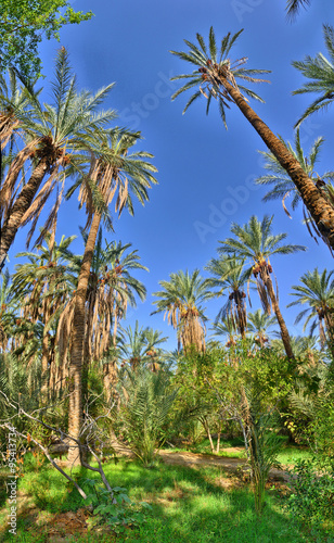 Date Palms in jungles, Tamerza oasis, Sahara Desert, Tunisia, Af