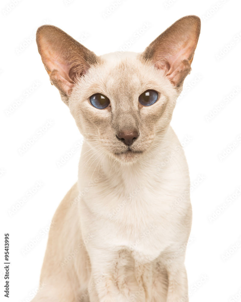 Pretty seal point siamese cat portrait facing the camera with blue eyes isolated on a white background