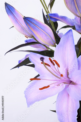 Fototapeta Naklejka Na Ścianę i Meble -  Lilium, Lily, Lilies, Lilium candidum
