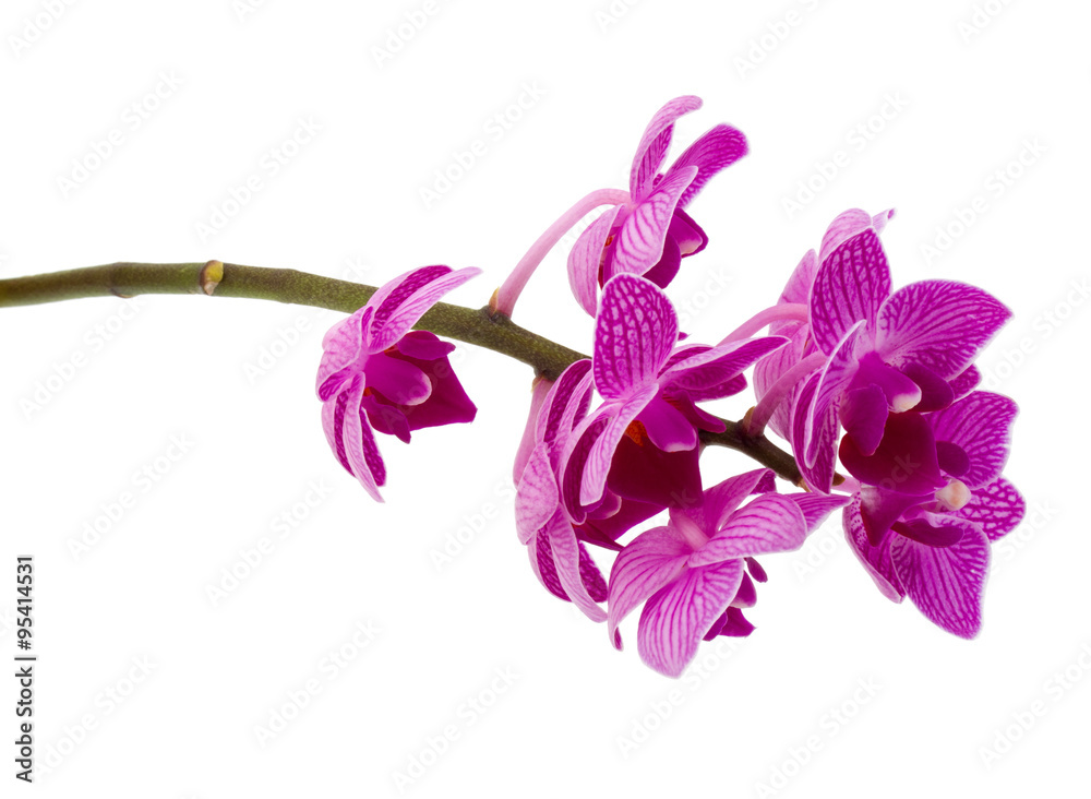 Fototapeta premium Orchid flower head bouquet isolated on white background cutout