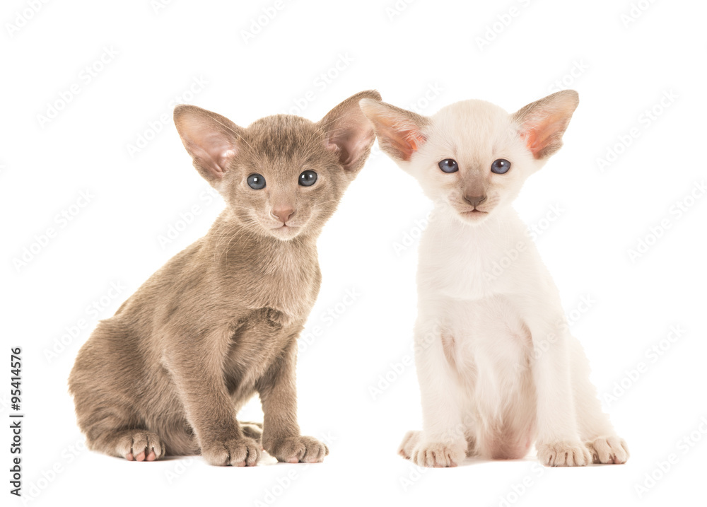 Cute sitting baby siamese cats facing the camera isolated on a white background Cute sitting baby siamese cats facing the camera isolated on a white background