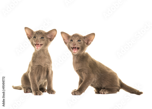 Fototapeta Naklejka Na Ścianę i Meble -  Two sitting grey speaking siamese baby cats kittens isolated on a white background
