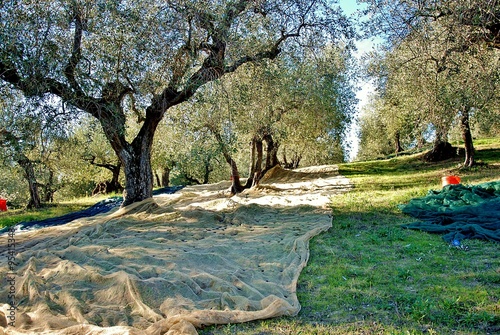 raccolta olive in toscana