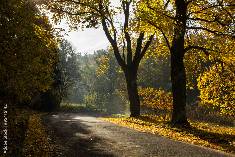 Fototapeta premium autumn road