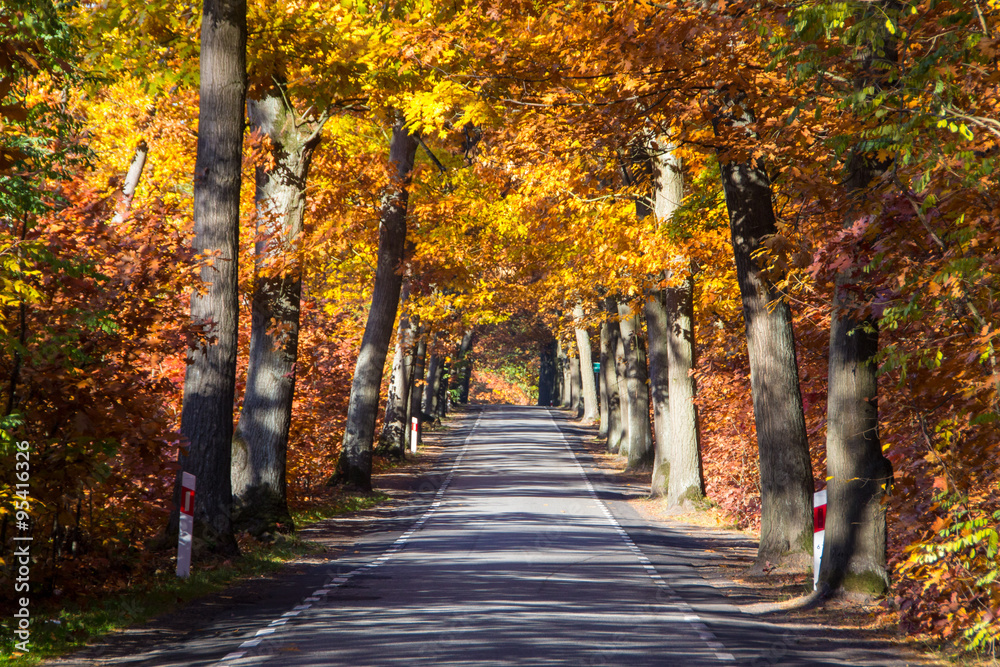 autumn road