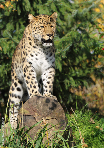 stehender Gepard © Carola G.