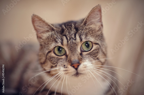 Gray striped cat with green eyes. © Azaliya (Elya Vatel)