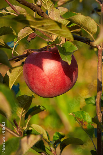 Ripe red apple on the trree photo